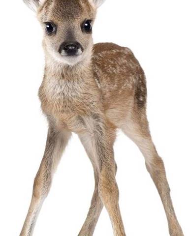 Nástěnná samolepka Dekornik Deer Lucy, 55 x 88 cm