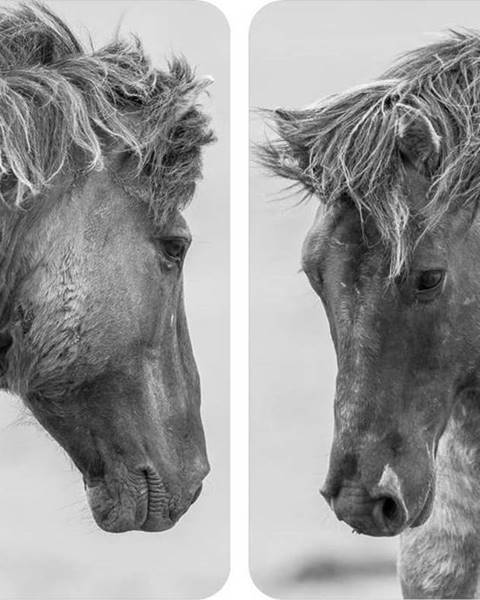 WENKO Sada 2 šedých krytů na sporák Wenko Horses, 52 x 30 cm