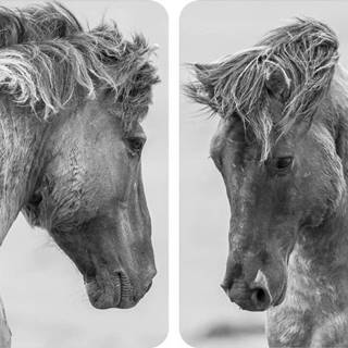Sada 2 šedých krytů na sporák Wenko Horses, 52 x 30 cm